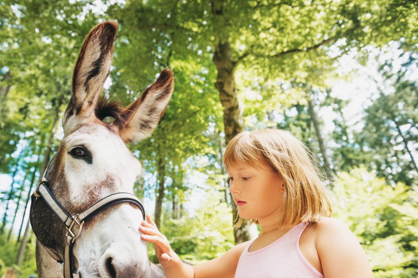 Ein kleines Mädchen streichelt einen Esel unter Bäumen im Freien.